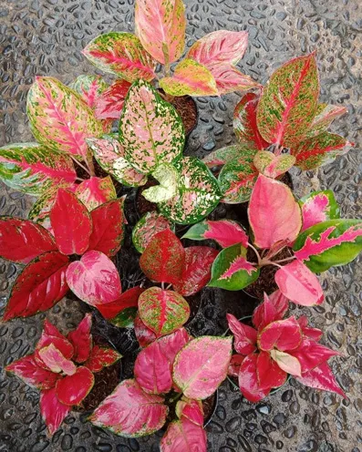 Pink aglonema flower pot
گلداان گل آگلونما صورتی