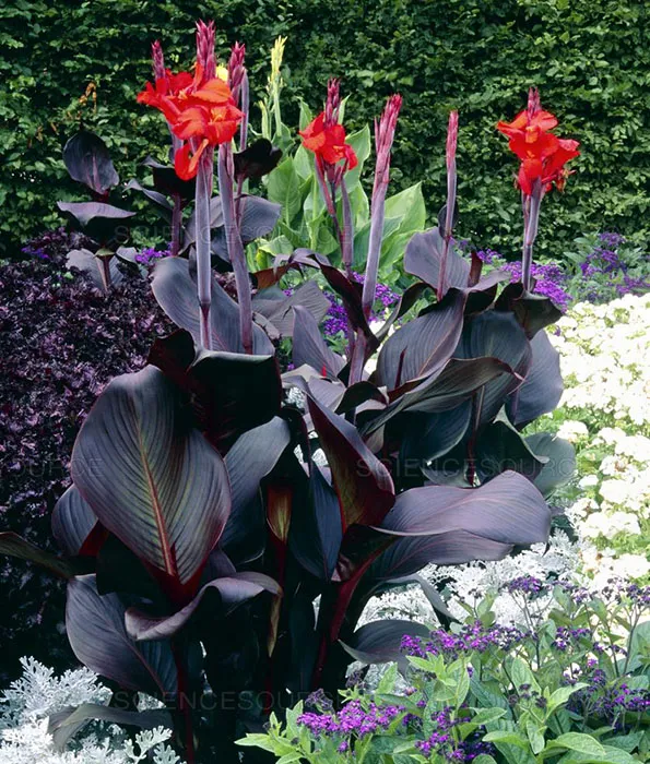 گل اختر به انگلیسیcanna candica
تیره گل اختر	اختریان  Cannaceaeis
نام علمی و خانواده اختر	Canna spp
مجموعه تولیدی سیدوس , تولید کننده گلدان پلاستیکی رنگی