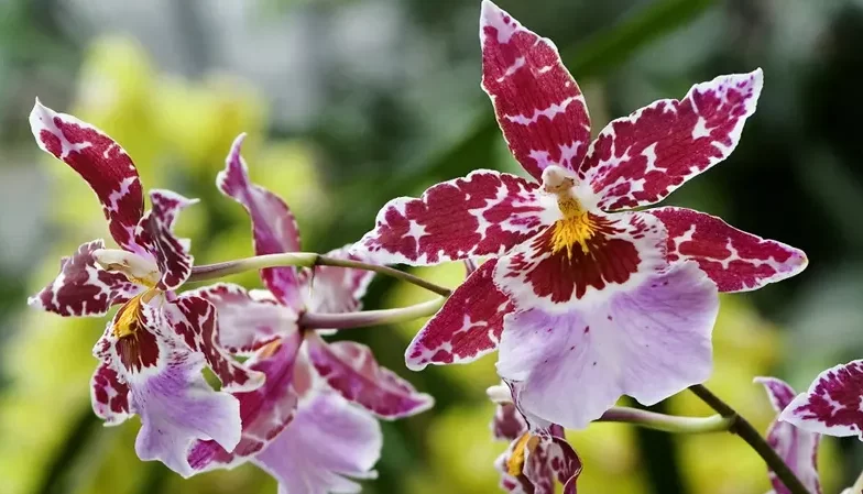 گل اُرکیده25گونه Orchidaceae مجموعه تولیدی سیدوس,تولید کننده گلدان پلاستیکی سیدوس ومحصولات شیلنگ آب وگاز وکولر
