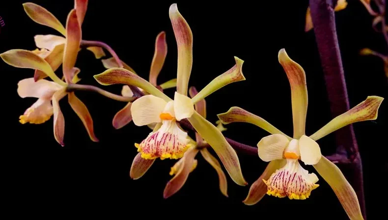 گل اُرکیده25گونه Orchidaceae مجموعه تولیدی سیدوس,تولید کننده گلدان پلاستیکی سیدوس ومحصولات شیلنگ آب وگاز وکولر
