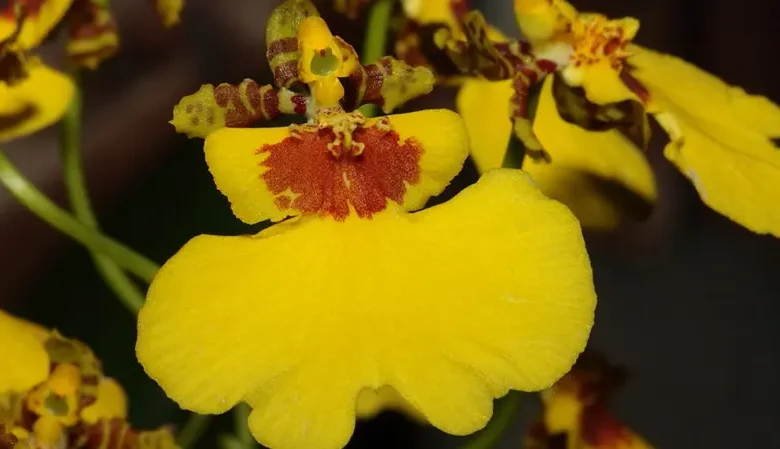 گل اُرکیده25گونه Orchidaceae مجموعه تولیدی سیدوس,تولید کننده گلدان پلاستیکی سیدوس ومحصولات شیلنگ آب وگاز وکولر