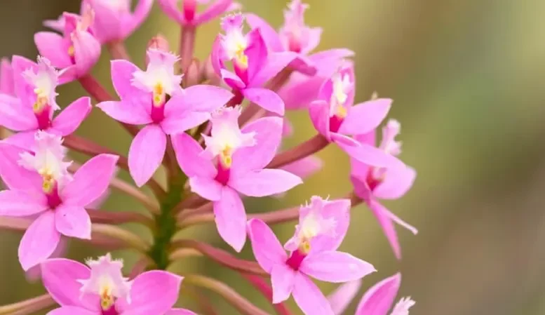 گل اُرکیده 25گونه Orchidaceae مجموعه تولیدی سیدوس,تولید کننده گلدان پلاستیکی سیدوس ومحصولات شیلنگ آب وگاز وکولر