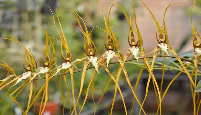 گل اُرکیده25گونه Orchidaceae مجموعه تولیدی سیدوس,تولید کننده گلدان پلاستیکی سیدوس ومحصولات شیلنگ آب وگاز وکولر