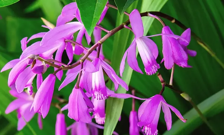 گل اُرکیده 25گونه Orchidaceae مجموعه تولیدی سیدوس,تولید کننده گلدان پلاستیکی سیدوس ومحصولات شیلنگ آب وگاز وکولر