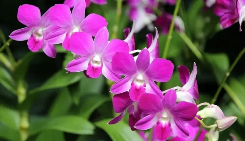 گل اُرکیده25گونه Orchidaceae مجموعه تولیدی سیدوس,تولید کننده گلدان پلاستیکی سیدوس ومحصولات شیلنگ آب وگاز وکولر