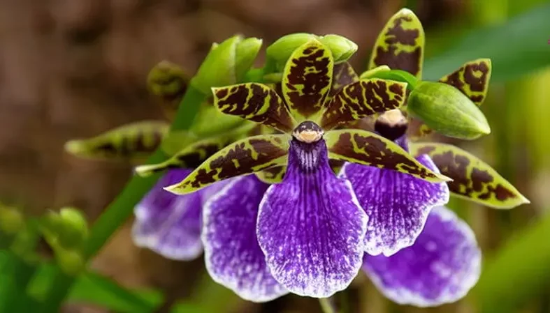 گل اُرکیده 25گونه Orchidaceae مجموعه تولیدی سیدوس,تولید کننده گلدان پلاستیکی سیدوس ومحصولات شیلنگ آب وگاز وکولر