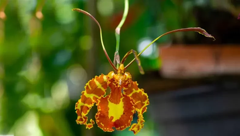 گل اُرکیده25گونه Orchidaceae مجموعه تولیدی سیدوس,تولید کننده گلدان پلاستیکی سیدوس ومحصولات شیلنگ آب وگاز وکولر