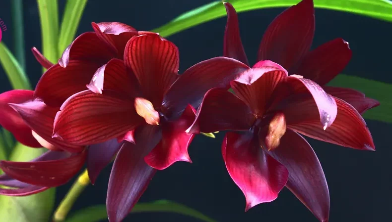 گل اُرکیده25گونه Orchidaceae مجموعه تولیدی سیدوس,تولید کننده گلدان پلاستیکی سیدوس ومحصولات شیلنگ آب وگاز وکولر
