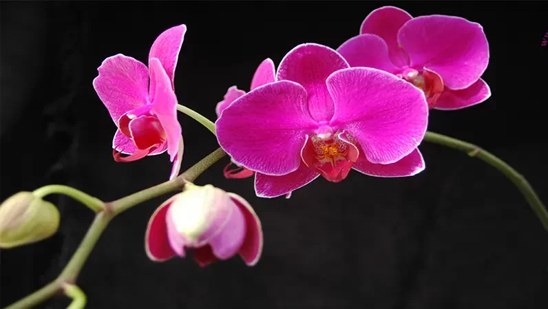 گل اُرکیده25گونه Orchidaceae مجموعه تولیدی سیدوس,تولید کننده گلدان پلاستیکی سیدوس ومحصولات شیلنگ آب وگاز وکولر