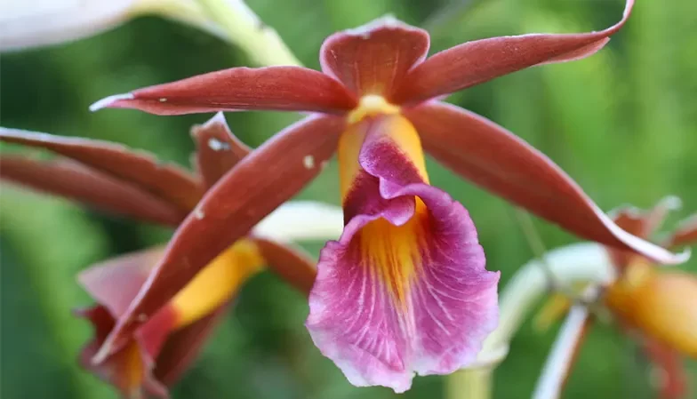 گل اُرکیده25گونه Orchidaceae مجموعه تولیدی سیدوس,تولید کننده گلدان پلاستیکی سیدوس ومحصولات شیلنگ آب وگاز وکولر