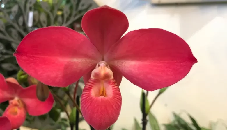 گل اُرکیده 25گونه Orchidaceae مجموعه تولیدی سیدوس,تولید کننده گلدان پلاستیکی سیدوس ومحصولات شیلنگ آب وگاز وکولر