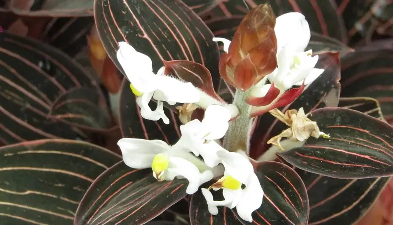 گل اُرکیده 25گونه Orchidaceae مجموعه تولیدی سیدوس,تولید کننده گلدان پلاستیکی سیدوس ومحصولات شیلنگ آب وگاز وکولر