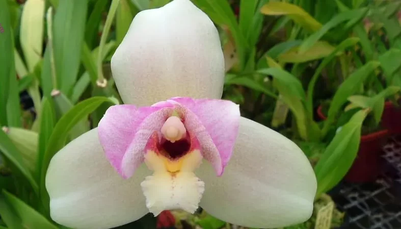 گل اُرکیده 25گونه Orchidaceae مجموعه تولیدی سیدوس,تولید کننده گلدان پلاستیکی سیدوس ومحصولات شیلنگ آب وگاز وکولر