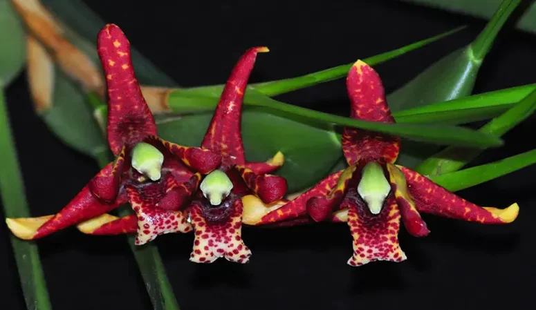 گل اُرکیده25گونه Orchidaceae مجموعه تولیدی سیدوس,تولید کننده گلدان پلاستیکی سیدوس ومحصولات شیلنگ آب وگاز وکولر