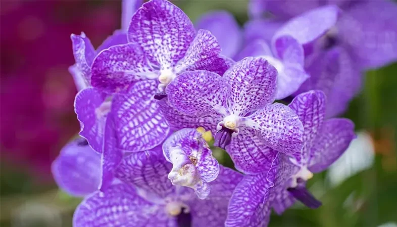 گل اُرکیده25گونه Orchidaceae مجموعه تولیدی سیدوس,تولید کننده گلدان پلاستیکی سیدوس ومحصولات شیلنگ آب وگاز وکولر