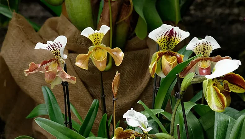 گل اُرکیده25گونه Orchidaceae مجموعه تولیدی سیدوس,تولید کننده گلدان پلاستیکی سیدوس ومحصولات شیلنگ آب وگاز وکولر