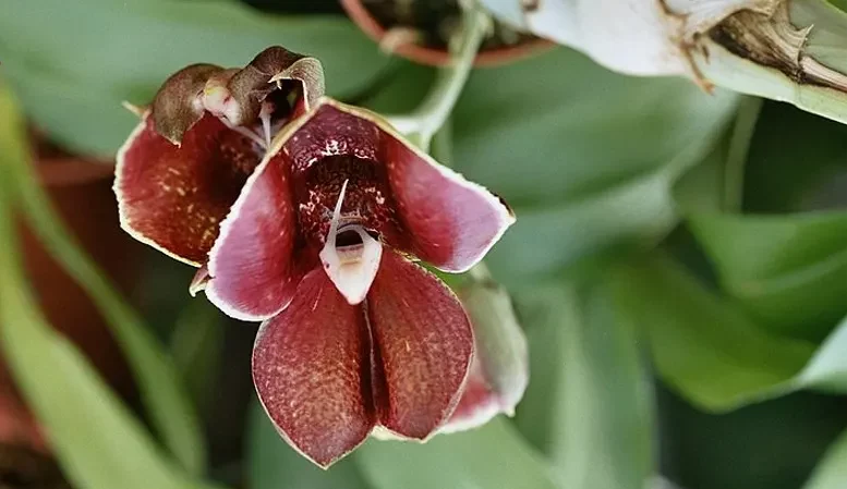 گل اُرکیده25گونه Orchidaceae مجموعه تولیدی سیدوس,تولید کننده گلدان پلاستیکی سیدوس ومحصولات شیلنگ آب وگاز وکولر