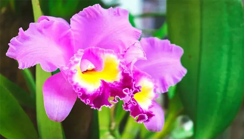 گل اُرکیده25گونه Orchidaceae مجموعه تولیدی سیدوس,تولید کننده گلدان پلاستیکی سیدوس ومحصولات شیلنگ آب وگاز وکولر