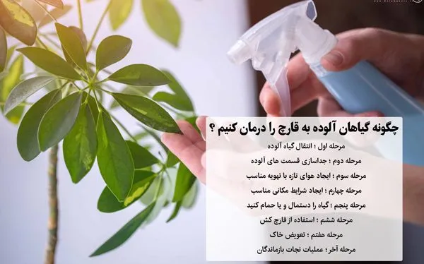 بیماری قارچی گیاهان Fungal plant disease
مجموعه تولیدی سیدوس ,تولید کننده گلدان پلاستیکی سیدوس ,بیش از 120نوع, اعم از گلدان استوانه ای پلاستیکی سیدوس,گلدان الماسی پلاستیکی سیدوس,گلدان مربعی پلاستیکی,گلدان مثلثی پلاستیکی,گلدان گرد پلاستیکی ,باکس مستطیلی,در اندازه های کاکتوسی تا درختچه ای