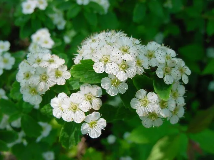 گل جیمزیا (Cliffbush)نام علمی: (Jamesia Americana)