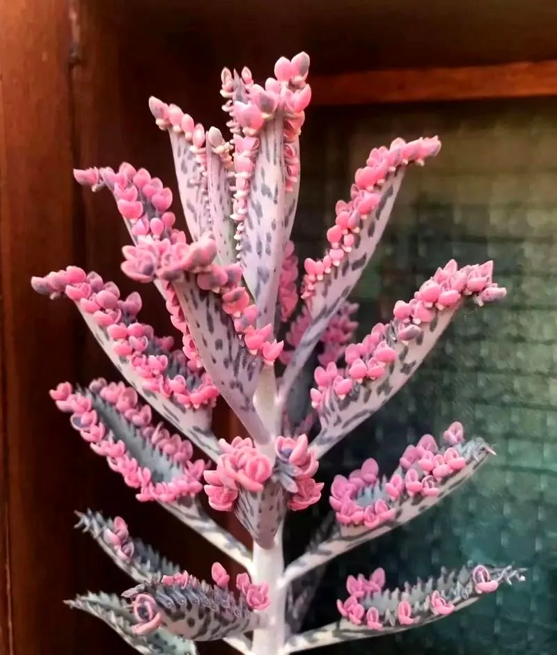 گیاه اشک تمساح با نام علمی Kalanchoe Daigremontiana و نام انگلیسی Bryophyllum از ساکولنت‌های خانواده Crassulaceae یا گل نازیان می‌باشد.مجموعه تولیدی سیدوس ,تولید کننده گلدان پلاستیکی سیدوس ,بیش از 120نوع, اعم از گلدان استوانه ای پلاستیکی سیدوس,گلدان الماسی پلاستیکی سیدوس,گلدان مربعی پلاستیکی,گلدان مثلثی پلاستیکی,گلدان گرد پلاستیکی ,باکس مستطیلی,در اندازه های کاکتوسی تا درختچه ای