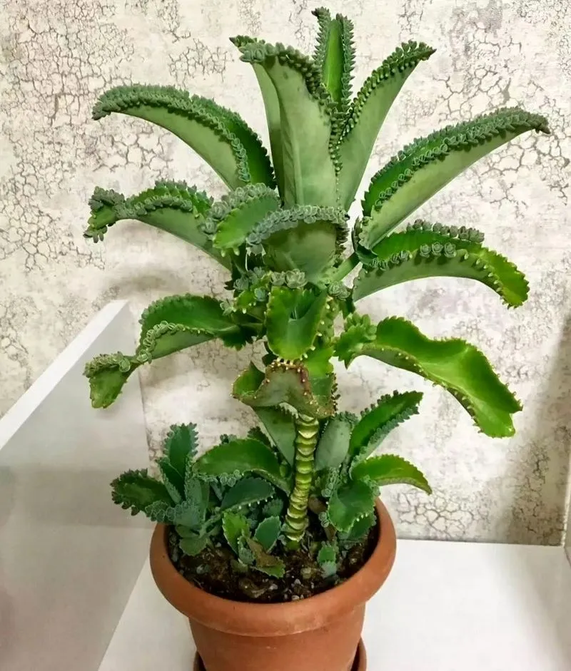 گیاه اشک تمساح با نام علمی Kalanchoe Daigremontiana و نام انگلیسی Bryophyllum از ساکولنت‌های خانواده Crassulaceae یا گل نازیان می‌باشد.مجموعه تولیدی سیدوس ,تولید کننده گلدان پلاستیکی سیدوس ,بیش از 120نوع, اعم از گلدان استوانه ای پلاستیکی سیدوس,گلدان الماسی پلاستیکی سیدوس,گلدان مربعی پلاستیکی,گلدان مثلثی پلاستیکی,گلدان گرد پلاستیکی ,باکس مستطیلی,در اندازه های کاکتوسی تا درختچه ای