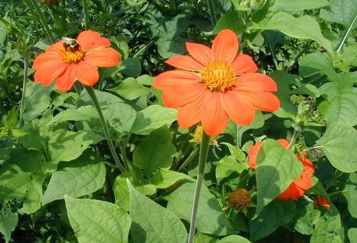گل های نارنجی محبوب Orange flowers are popular مجموعه تولیدی سیدوس تولید کننده گلدان پلاستیکی سیدوس