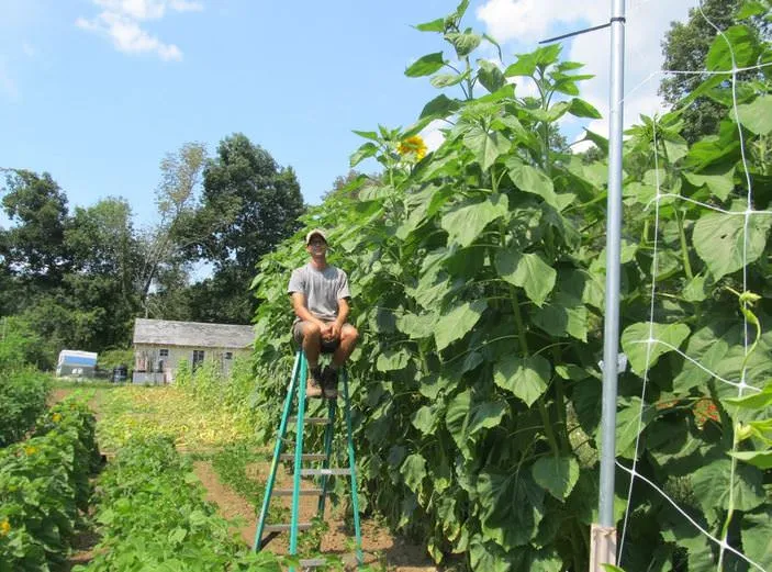 آفتابگردان آسمان خراش(Skyscraper):Sunflower in Sidoos rubber pot
گل آفتابگردان در گلدان پلاستیکی سیدوس