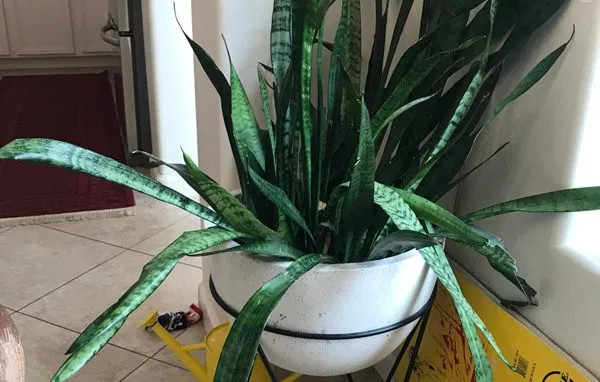 گیاه سانسوریا وخم شدن برگ آن Sansevieria plant and its leaves curling مجموعه تولیدی سیدوس ,تولید کننده گلدان پلاستیکی سیدوس ,بیش از 120نوع, اعم از گلدان استوانه ای پلاستیکی سیدوس,گلدان الماسی پلاستیکی سیدوس,گلدان مربعی پلاستیکی,گلدان مثلثی پلاستیکی,گلدان گرد پلاستیکی ,باکس مستطیلی,در اندازه های کاکتوسی تا درختچه ای
