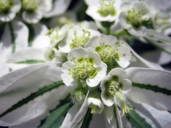 euphorbia-marginata-گل افوربیا