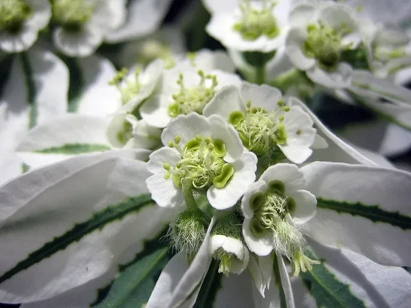 euphorbia-marginata-گل افوربیا