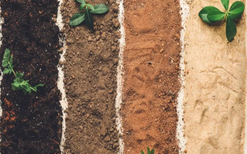 خاک مناسب برای کاشت گیاهSuitable soil for planting plants
مجموعه تولیدی سیدوس ,تولید کننده گلدان پلاستیکی سیدوس ,بیش از 120نوع, اعم از گلدان استوانه ای پلاستیکی سیدوس,گلدان الماسی پلاستیکی سیدوس,گلدان مربعی پلاستیکی,گلدان مثلثی پلاستیکی,گلدان گرد پلاستیکی ,باکس مستطیلی,در اندازه های کاکتوسی تا درختچه ای

<p>تدوین:مینو غفوری ساداتیه</p>

<p>آدرس اینستاگرام:gooldono.stand.sidoos@</p>

<p>تلفن:09308743868
