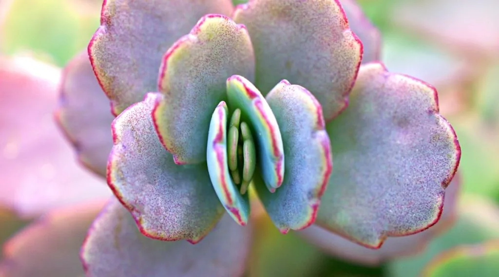 کالانکوئه با نام انگلیسی و علمی kalanchoe از خانواده Crassulaceae بوده و بومی منطقه ماداگاسکار می باشد.مجموعه تولیدی سیدوس ,تولید کننده گلدان پلاستیکی سیدوس ,بیش از 120نوع, اعم از گلدان استوانه ای پلاستیکی سیدوس,گلدان الماسی پلاستیکی سیدوس,گلدان مربعی پلاستیکی,گلدان مثلثی پلاستیکی,گلدان گرد پلاستیکی ,باکس مستطیلی,در اندازه های کاکتوسی تا درختچه ای