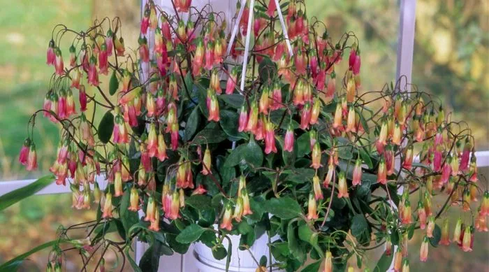 کالانکوئه با نام انگلیسی و علمی kalanchoe از خانواده Crassulaceae بوده و بومی منطقه ماداگاسکار می باشد.مجموعه تولیدی سیدوس ,تولید کننده گلدان پلاستیکی سیدوس ,بیش از 120نوع, اعم از گلدان استوانه ای پلاستیکی سیدوس,گلدان الماسی پلاستیکی سیدوس,گلدان مربعی پلاستیکی,گلدان مثلثی پلاستیکی,گلدان گرد پلاستیکی ,باکس مستطیلی,در اندازه های کاکتوسی تا درختچه ای
