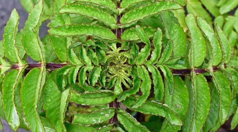 کالانکوئه با نام انگلیسی و علمی kalanchoe از خانواده Crassulaceae بوده و بومی منطقه ماداگاسکار می باشد.مجموعه تولیدی سیدوس ,تولید کننده گلدان پلاستیکی سیدوس ,بیش از 120نوع, اعم از گلدان استوانه ای پلاستیکی سیدوس,گلدان الماسی پلاستیکی سیدوس,گلدان مربعی پلاستیکی,گلدان مثلثی پلاستیکی,گلدان گرد پلاستیکی ,باکس مستطیلی,در اندازه های کاکتوسی تا درختچه ای