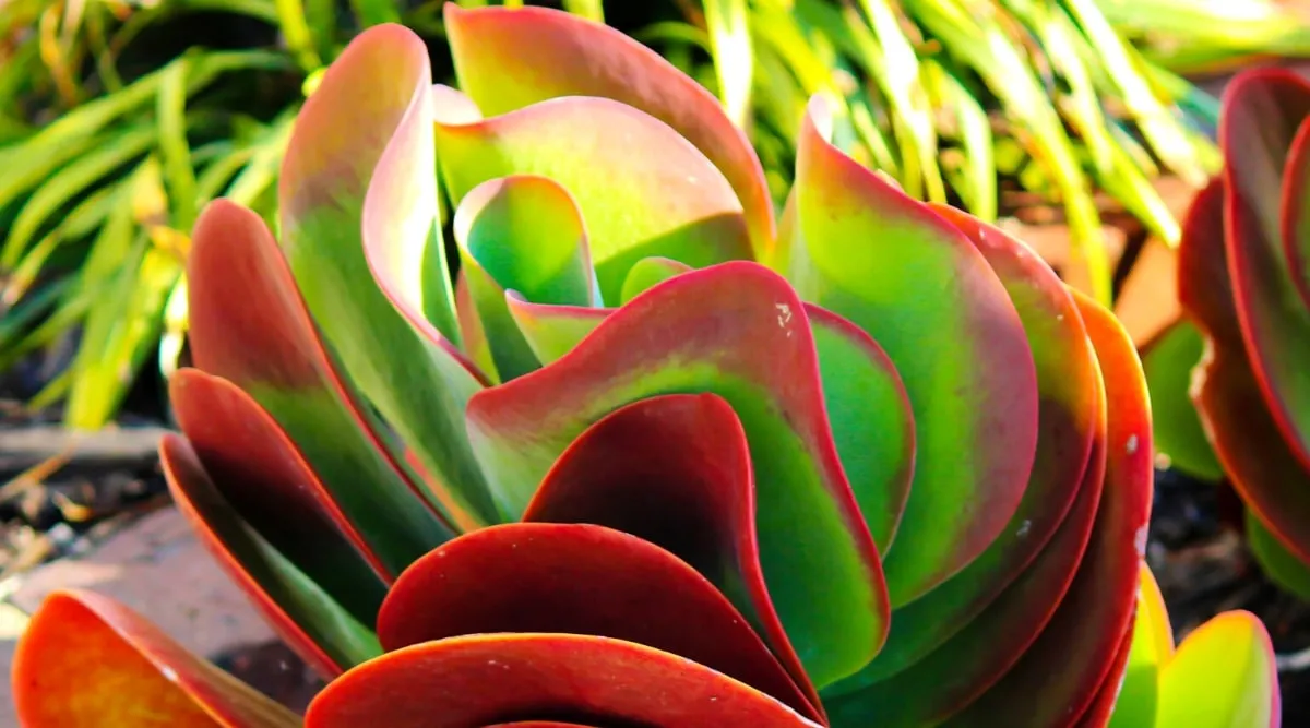 کالانکوئه با نام انگلیسی و علمی kalanchoe از خانواده Crassulaceae بوده و بومی منطقه ماداگاسکار می باشد.مجموعه تولیدی سیدوس ,تولید کننده گلدان پلاستیکی سیدوس ,بیش از 120نوع, اعم از گلدان استوانه ای پلاستیکی سیدوس,گلدان الماسی پلاستیکی سیدوس,گلدان مربعی پلاستیکی,گلدان مثلثی پلاستیکی,گلدان گرد پلاستیکی ,باکس مستطیلی,در اندازه های کاکتوسی تا درختچه ای