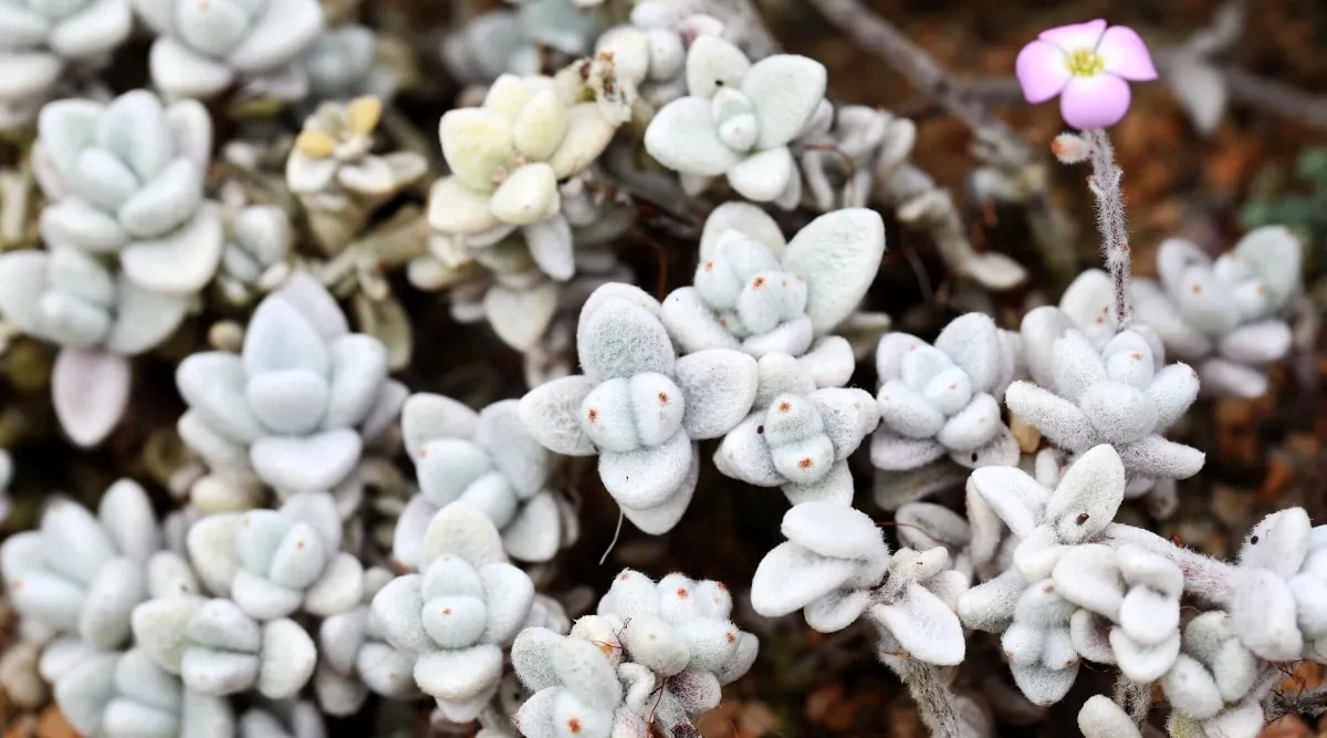 کالانکوئه با نام انگلیسی و علمی kalanchoe از خانواده Crassulaceae بوده و بومی منطقه ماداگاسکار می باشد.مجموعه تولیدی سیدوس ,تولید کننده گلدان پلاستیکی سیدوس ,بیش از 120نوع, اعم از گلدان استوانه ای پلاستیکی سیدوس,گلدان الماسی پلاستیکی سیدوس,گلدان مربعی پلاستیکی,گلدان مثلثی پلاستیکی,گلدان گرد پلاستیکی ,باکس مستطیلی,در اندازه های کاکتوسی تا درختچه ای