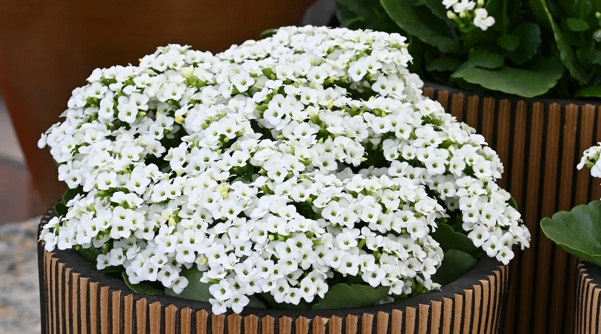 کالانکوئه با نام انگلیسی و علمی kalanchoe از خانواده Crassulaceae بوده و بومی منطقه ماداگاسکار می باشد.مجموعه تولیدی سیدوس ,تولید کننده گلدان پلاستیکی سیدوس ,بیش از 120نوع, اعم از گلدان استوانه ای پلاستیکی سیدوس,گلدان الماسی پلاستیکی سیدوس,گلدان مربعی پلاستیکی,گلدان مثلثی پلاستیکی,گلدان گرد پلاستیکی ,باکس مستطیلی,در اندازه های کاکتوسی تا درختچه ای
