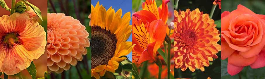 دسته گل پائیزی , Autumn bouquet