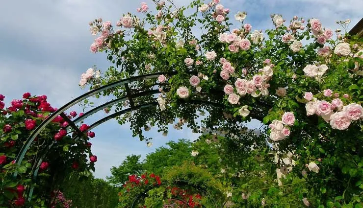 گل های رز رونده, Climbing roses (11 types) مجموعه تولیدی سیدوس ,تولید کننده گلدان پلاستیکی سیدوس