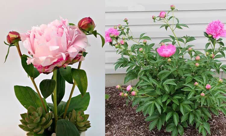 Peony flower or peony flower