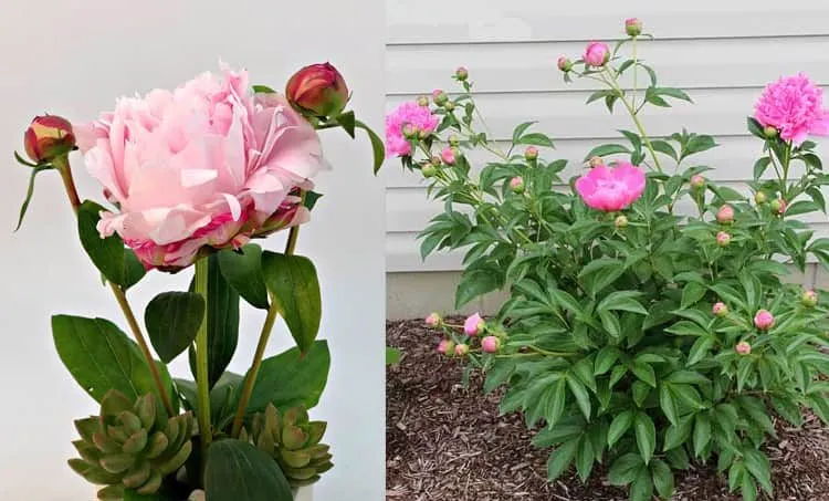 Peony flower or peony flower