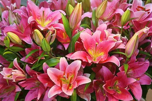 تزئین حرفه ای گل وکاربردهای آنProfessional decoration of flowers and its applications
مجموعه تولیدی سیدوس ,تولید کننده گلدان پلاستیکی سیدوس ,بیش از 120نوع, اعم از گلدان استوانه ای پلاستیکی سیدوس,گلدان الماسی پلاستیکی سیدوس,گلدان مربعی پلاستیکی,گلدان مثلثی پلاستیکی,گلدان گرد پلاستیکی ,باکس مستطیلی,در اندازه های کاکتوسی تا درختچه ای