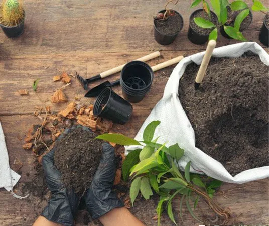 خاک مناسب برای کاشت گیاهSuitable soil for planting plants
مجموعه تولیدی سیدوس ,تولید کننده گلدان پلاستیکی سیدوس ,بیش از 120نوع, اعم از گلدان استوانه ای پلاستیکی سیدوس,گلدان الماسی پلاستیکی سیدوس,گلدان مربعی پلاستیکی,گلدان مثلثی پلاستیکی,گلدان گرد پلاستیکی ,باکس مستطیلی,در اندازه های کاکتوسی تا درختچه ای