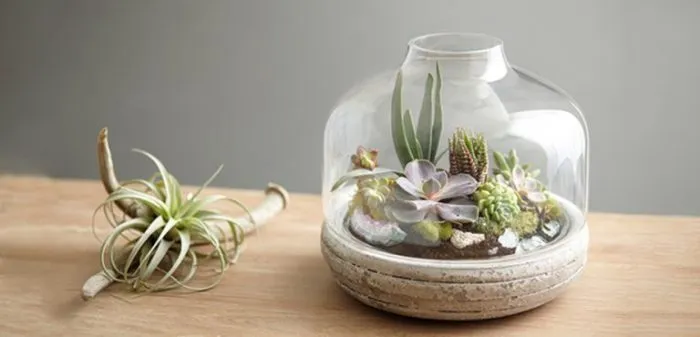 تراریوم ( Terrarium ) کلمه ای لاتین تشکیل شده از دو قسمت Terra به معنی خاک و زمین و Rium به معنی پسوند مکان است و می‌توان این عبارت را به نمایشگاه جانداران خشکی ترجمه کردگلدان پلاستیکی  Plastic pot,  plastic vase مجموعه تولیدی سیدوس ,تولید کننده گلدان پلاستیکی سیدوس ,بیش از 120نوع, اعم از گلدان استوانه ای پلاستیکی سیدوس,گلدان الماسی پلاستیکی سیدوس,گلدان مربعی پلاستیکی,گلدان مثلثی پلاستیکی,گلدان گرد پلاستیکی ,باکس مستطیلی,در اندازه های کاکتوسی تا درختچه ای