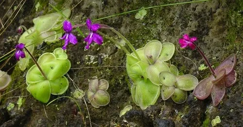گیاهان گوشتخوار (به انگلیسی: Carnivorous plants )،با فتوسنتز انرژی تولید می‌کنند.مجموعه تولیدی سیدوس ,تولید کننده گلدان پلاستیکی سیدوس ,بیش از 120نوع, اعم از گلدان استوانه ای پلاستیکی سیدوس,گلدان الماسی پلاستیکی سیدوس,گلدان مربعی پلاستیکی,گلدان مثلثی پلاستیکی,گلدان گرد پلاستیکی ,باکس مستطیلی,در اندازه های کاکتوسی تا درختچه ای