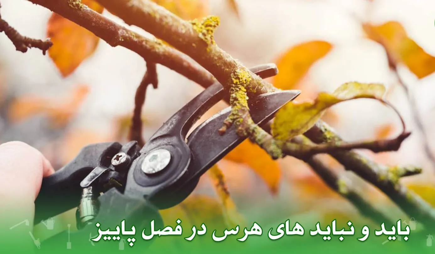 هرس کردن درختان در پاییز وبایدها ونبایدهاPruning trees in the fall: dos and don'ts
مجموعه تولیدی سیدوس ,تولید کننده گلدان پلاستیکی سیدوس ,بیش از 120نوع, اعم از گلدان استوانه ای پلاستیکی سیدوس,گلدان الماسی پلاستیکی سیدوس,گلدان مربعی پلاستیکی,گلدان مثلثی پلاستیکی,گلدان گرد پلاستیکی ,باکس مستطیلی,در اندازه های کاکتوسی تا درختچه ای