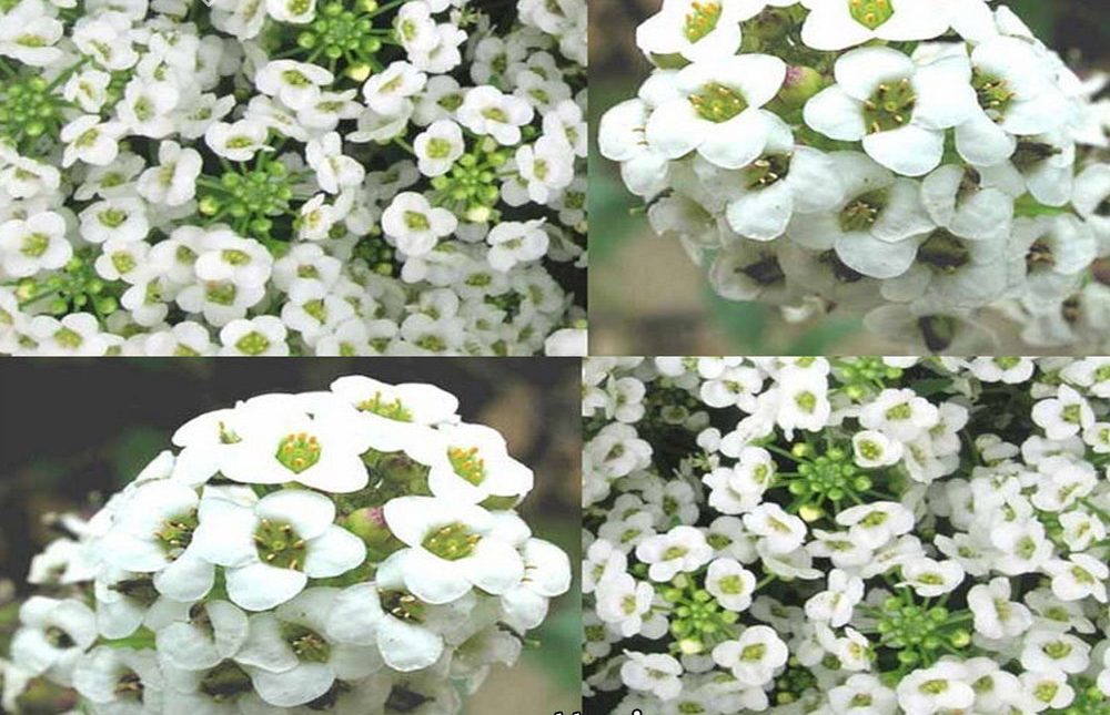 Alyssum maritimum گل آلیسوم
