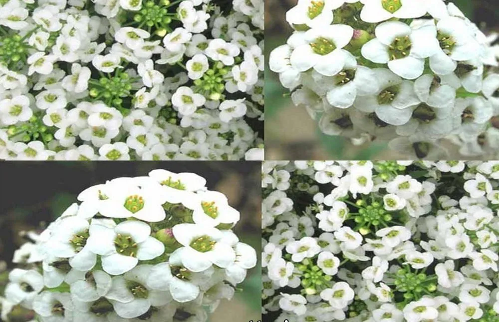 Alyssum maritimum گل آلیسوم