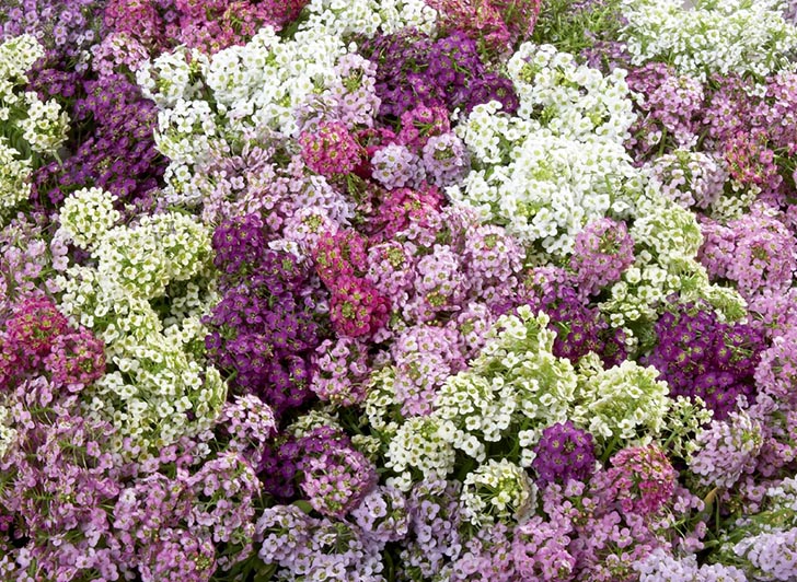 Alyssum maritimum گل آلیسوم